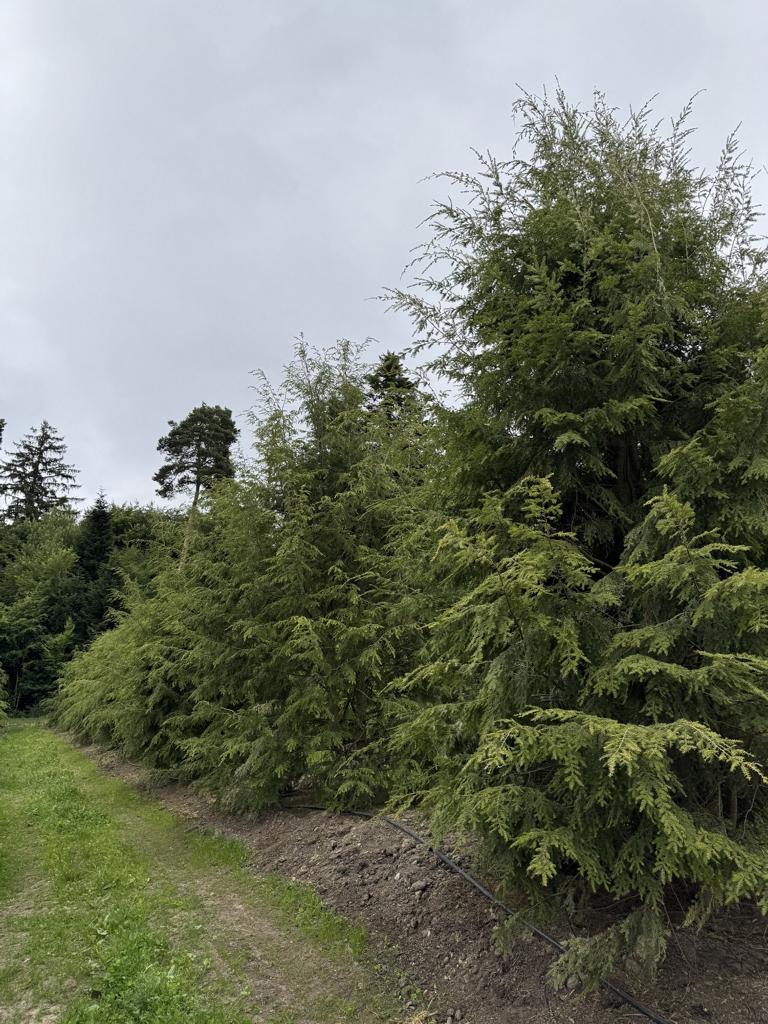 Tsuga canadensis