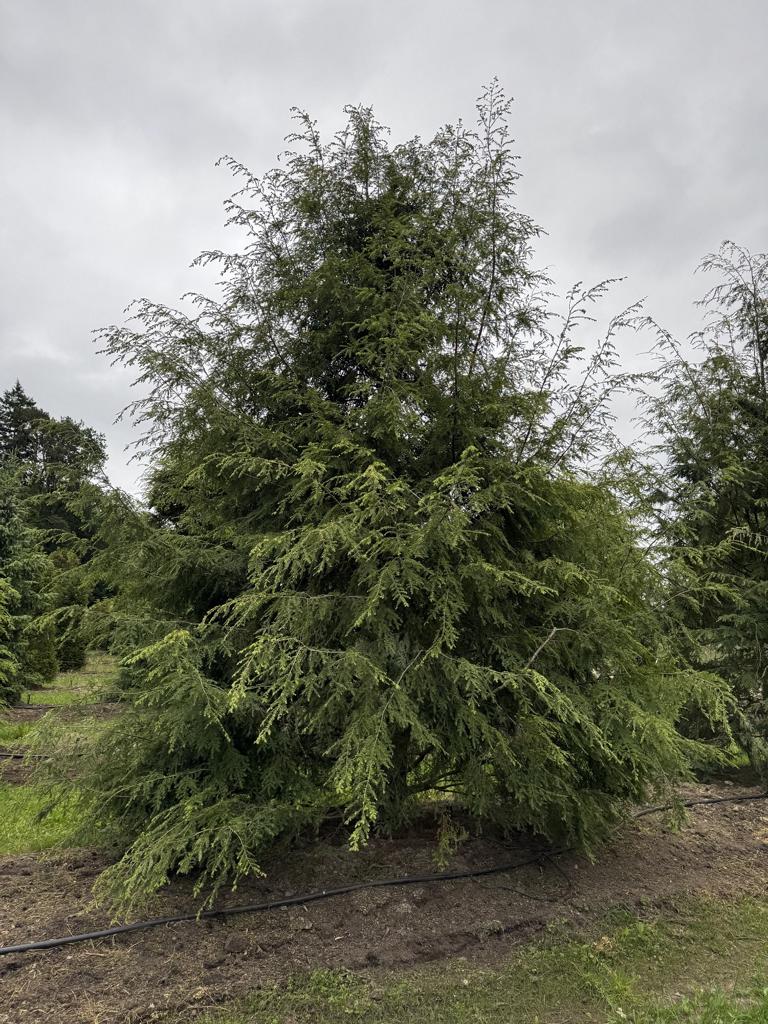 Tsuga canadensis