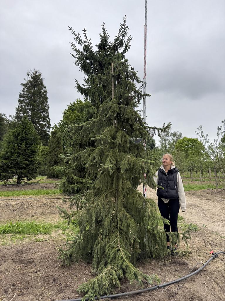 Picea omorika