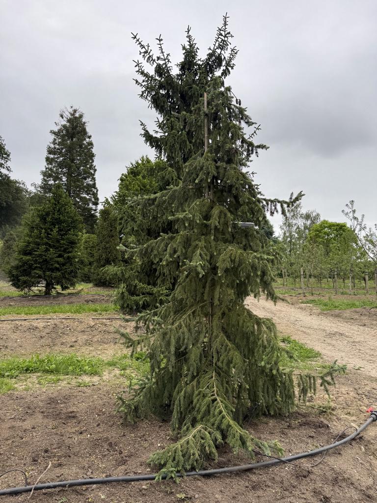 Picea omorika