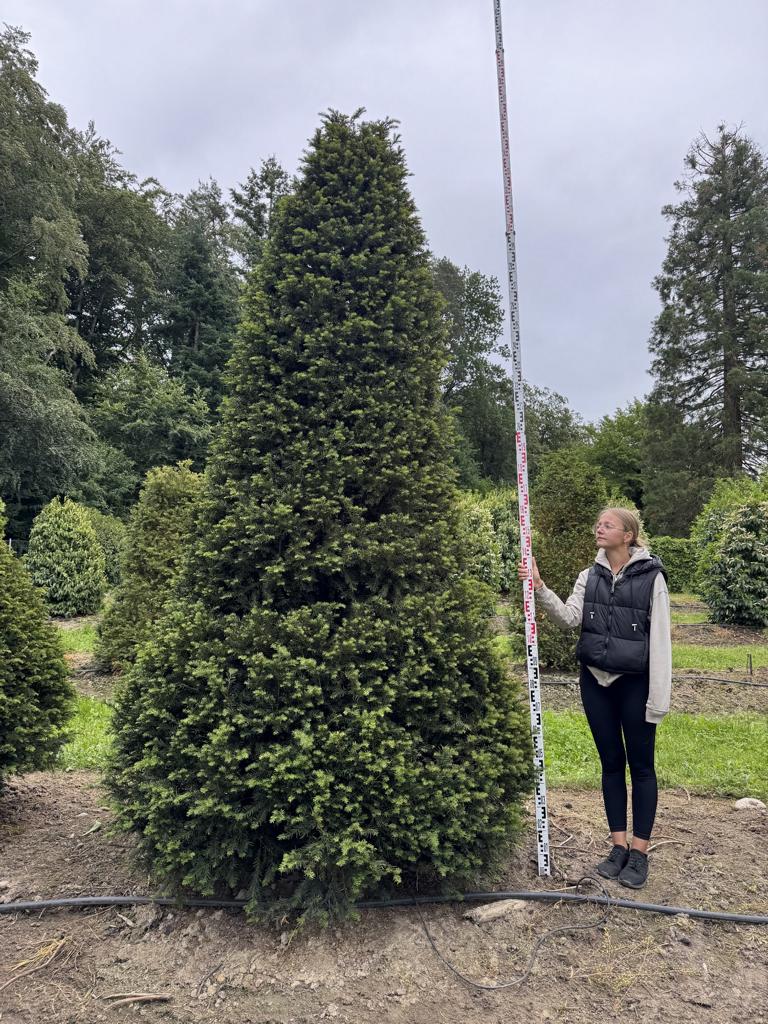 Taxus baccata