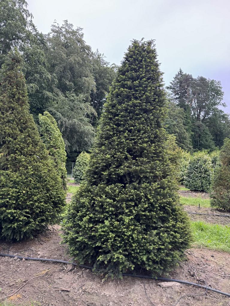 Taxus baccata