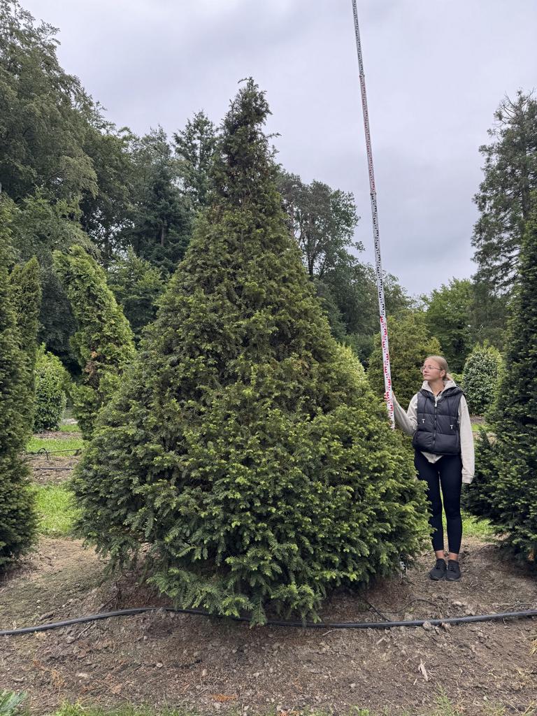 Taxus baccata