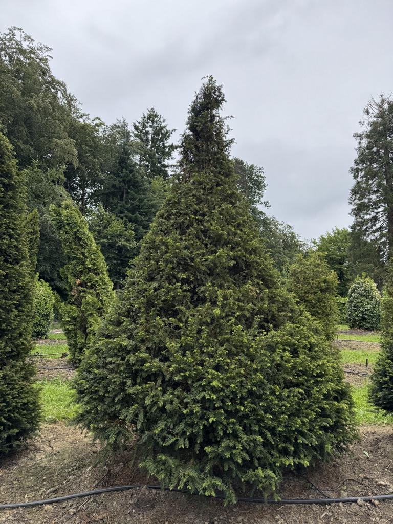 Taxus baccata