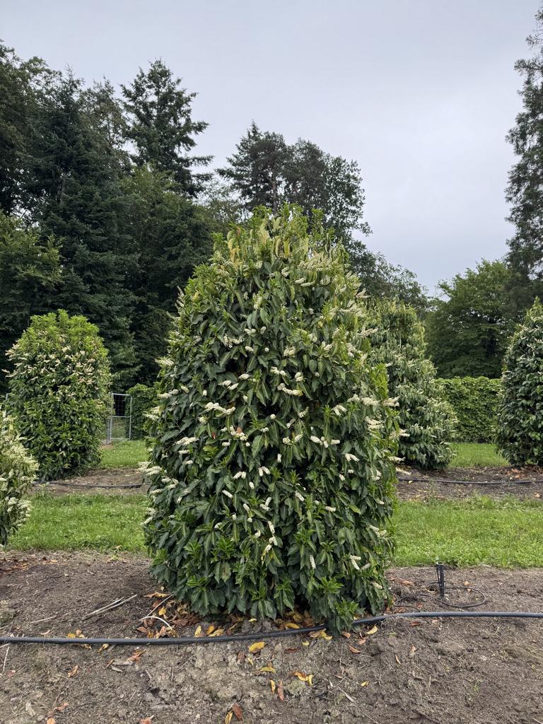 Prunus lusitanica