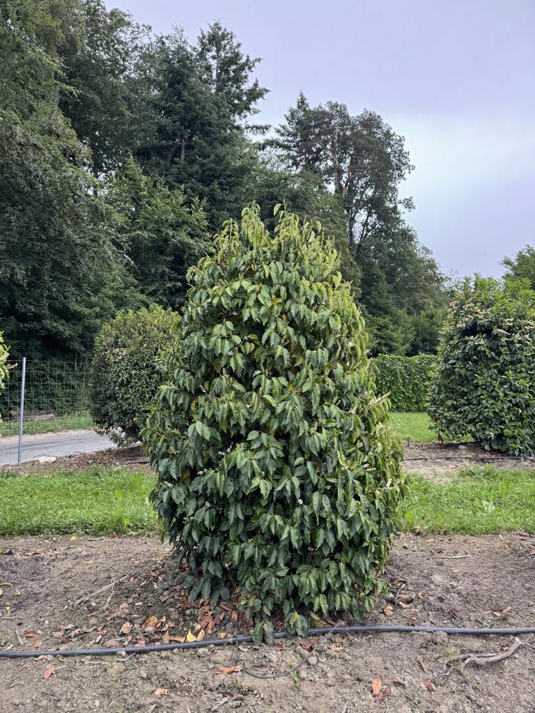 Prunus lusitanica