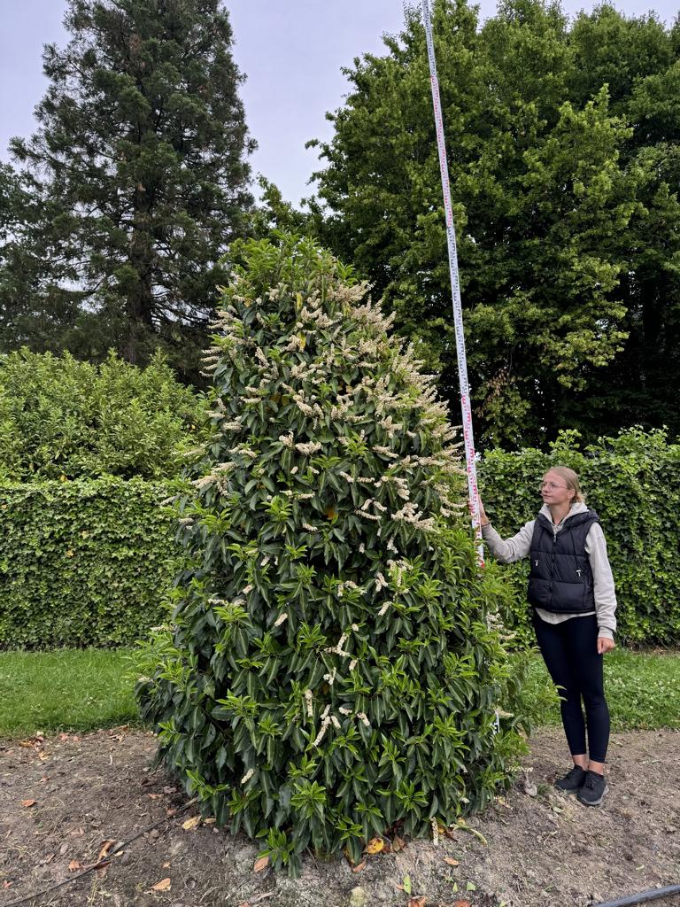 Prunus lusitanica