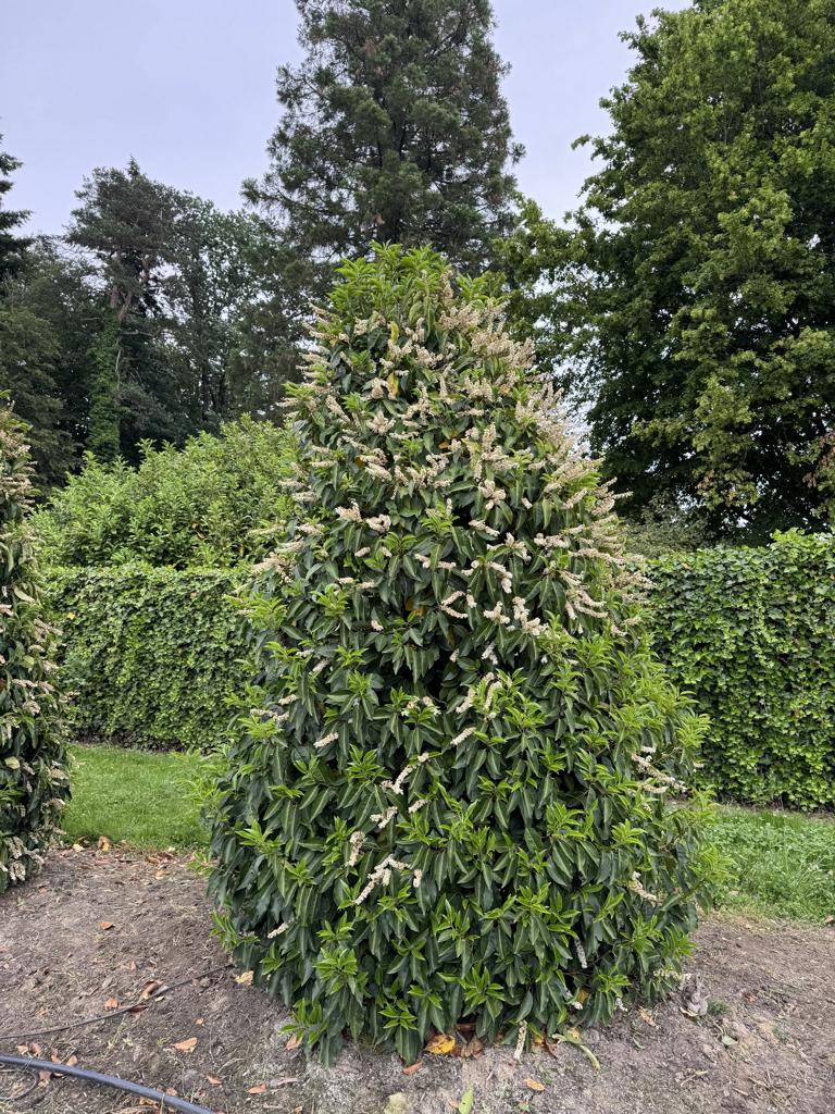 Prunus lusitanica