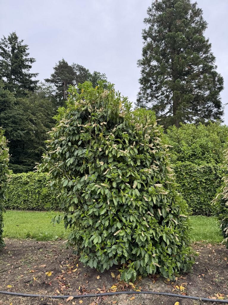 Prunus lusitanica