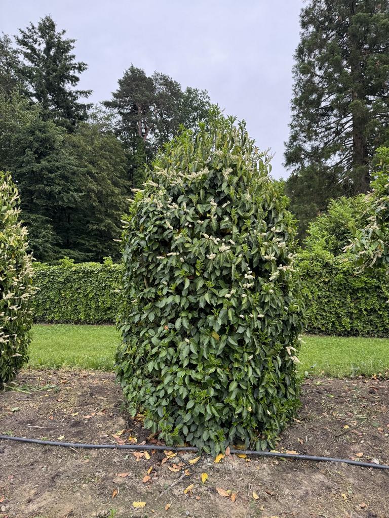 Prunus lusitanica
