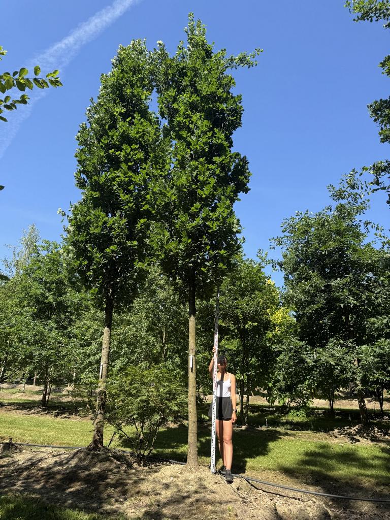 Quercus robur 'Fastigiate Koster'