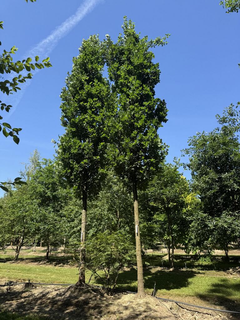 Quercus robur 'Fastigiate Koster'