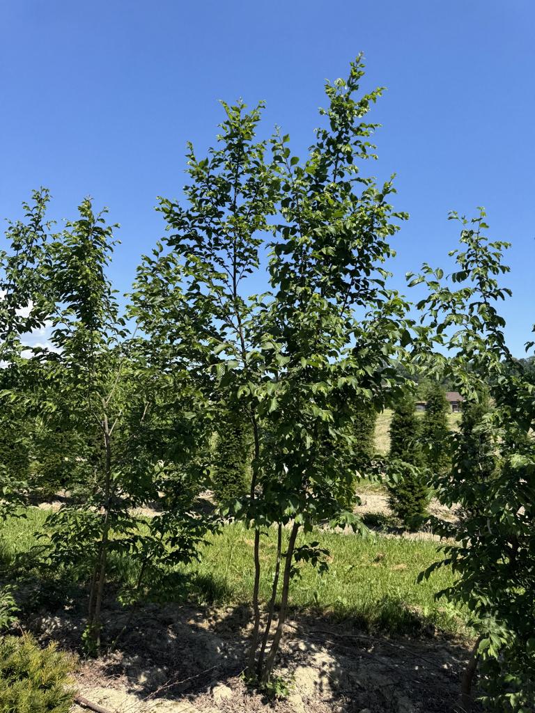 Ostrya carpinifolia