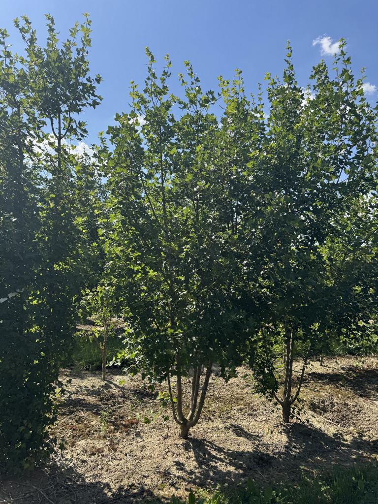 Acer monspessulanum