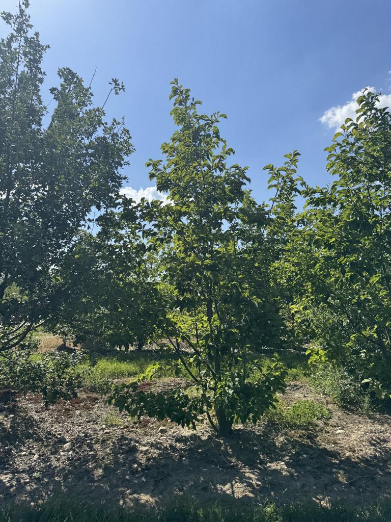 Magnolia kobus