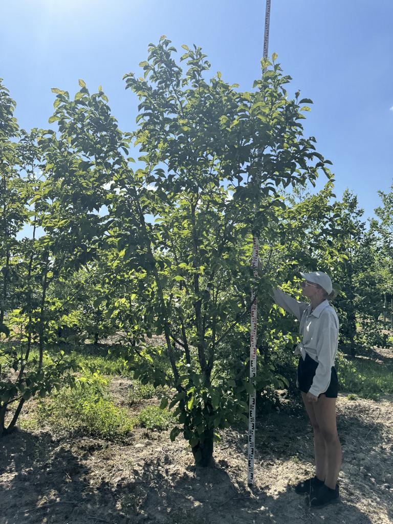 Magnolia kobus