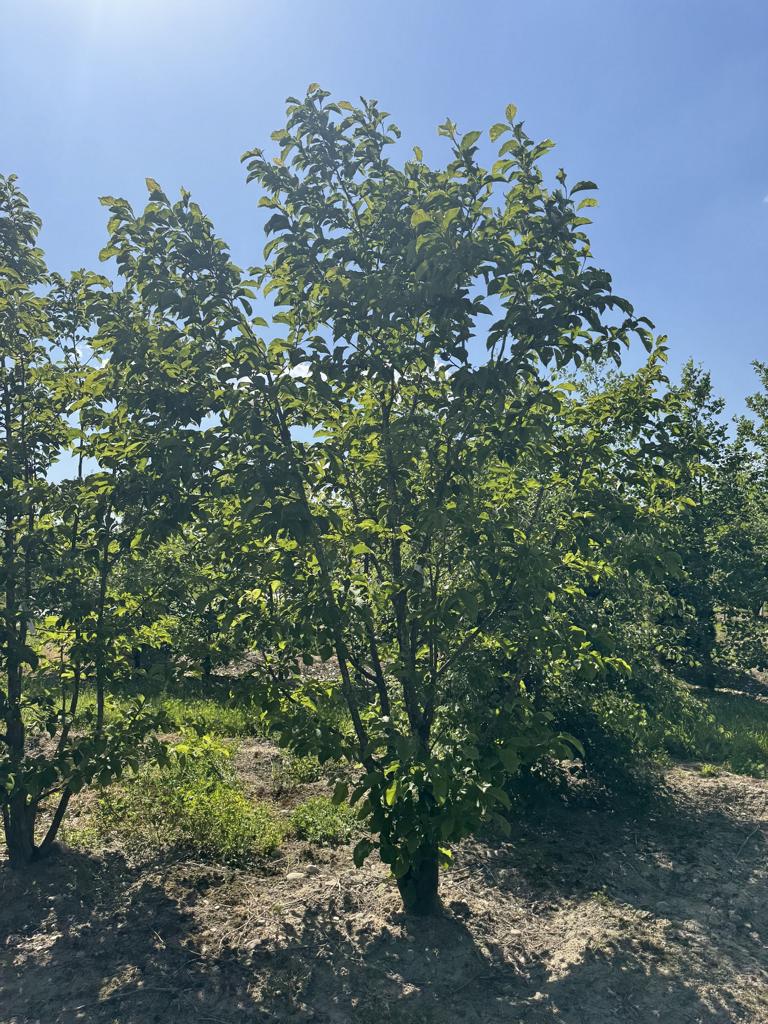Magnolia kobus