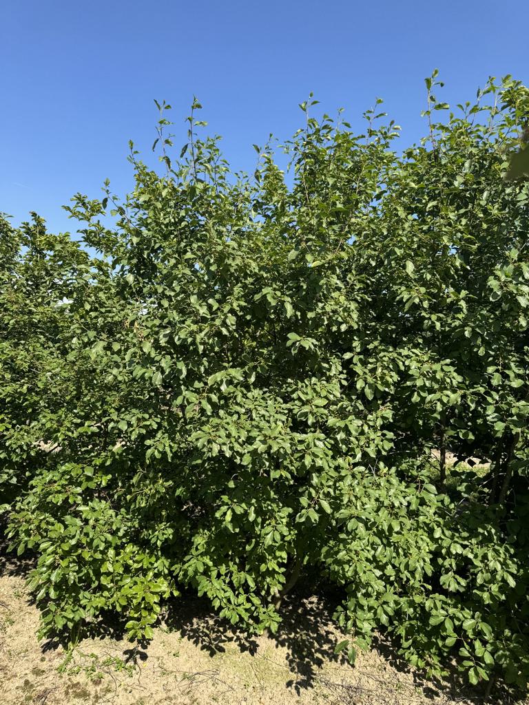 Frangula alnus