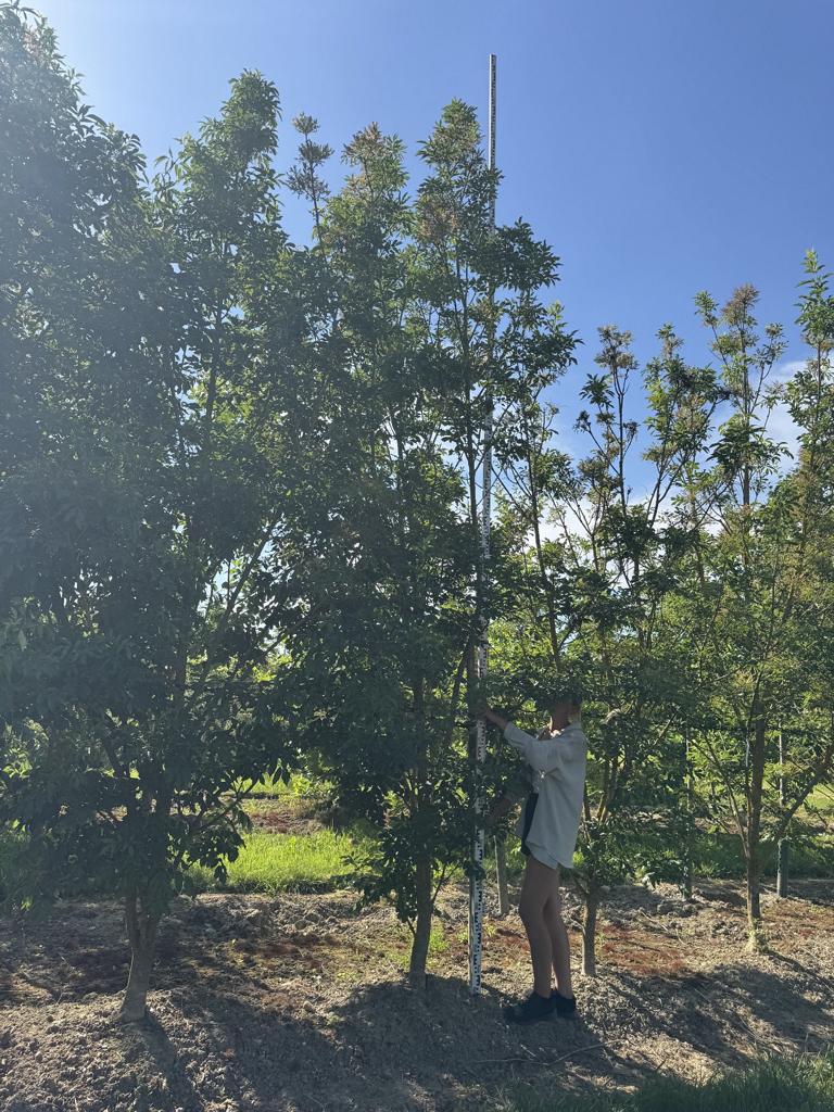 Fraxinus ornus