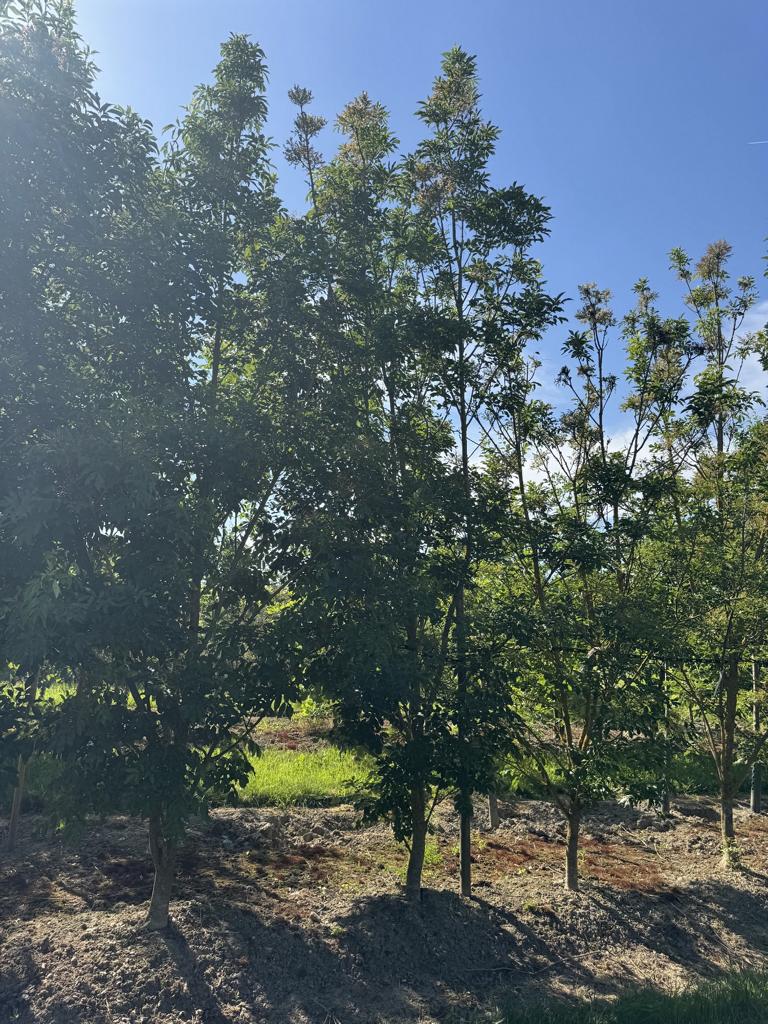 Fraxinus ornus