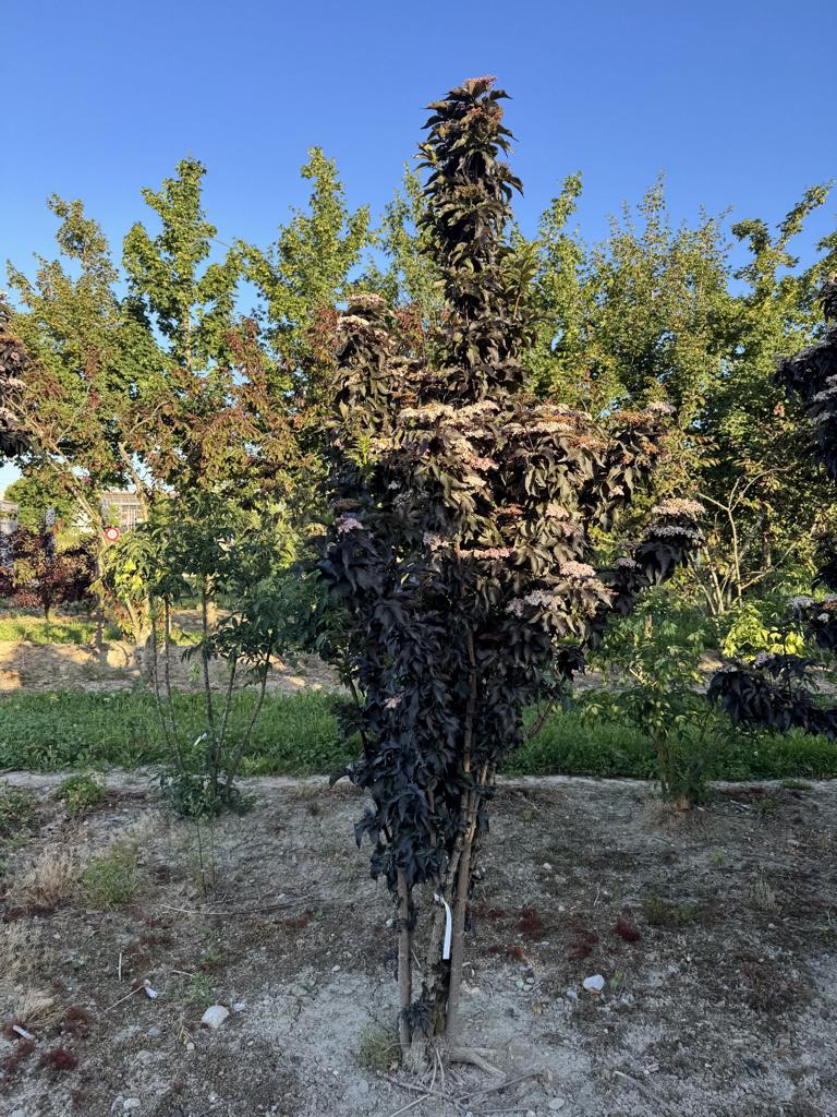 Sambucus nigra 'Black Tower'