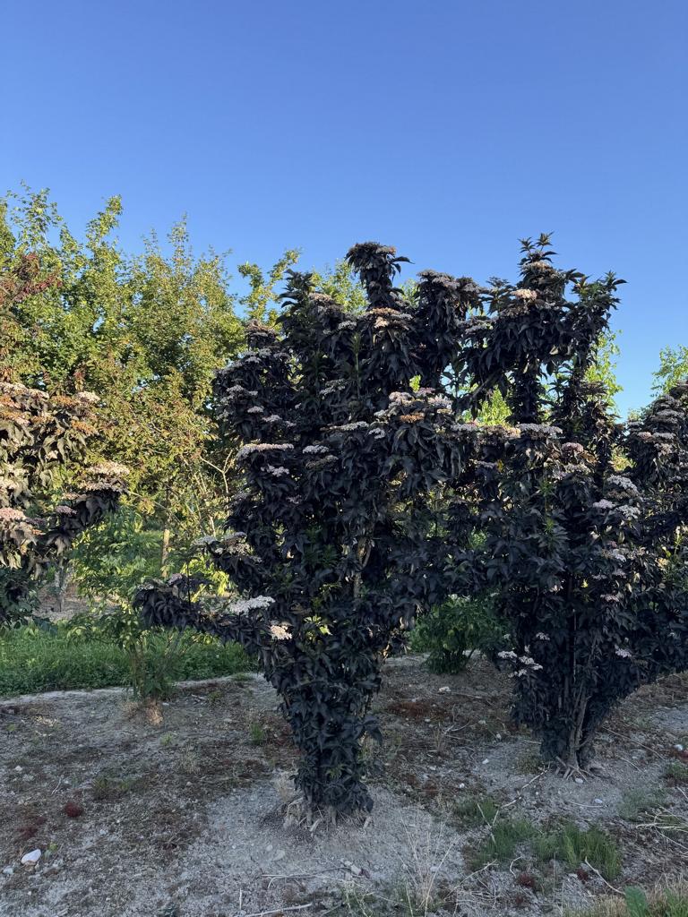 Sambucus nigra 'Black Tower'