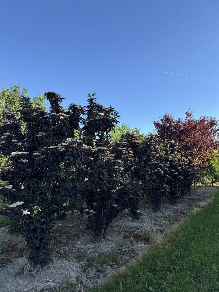 Sambucus nigra 'Black Tower'