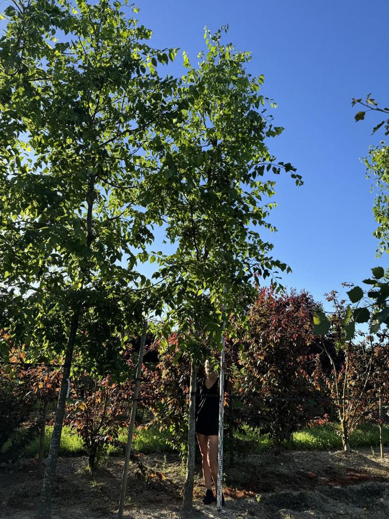 Celtis occidentalis