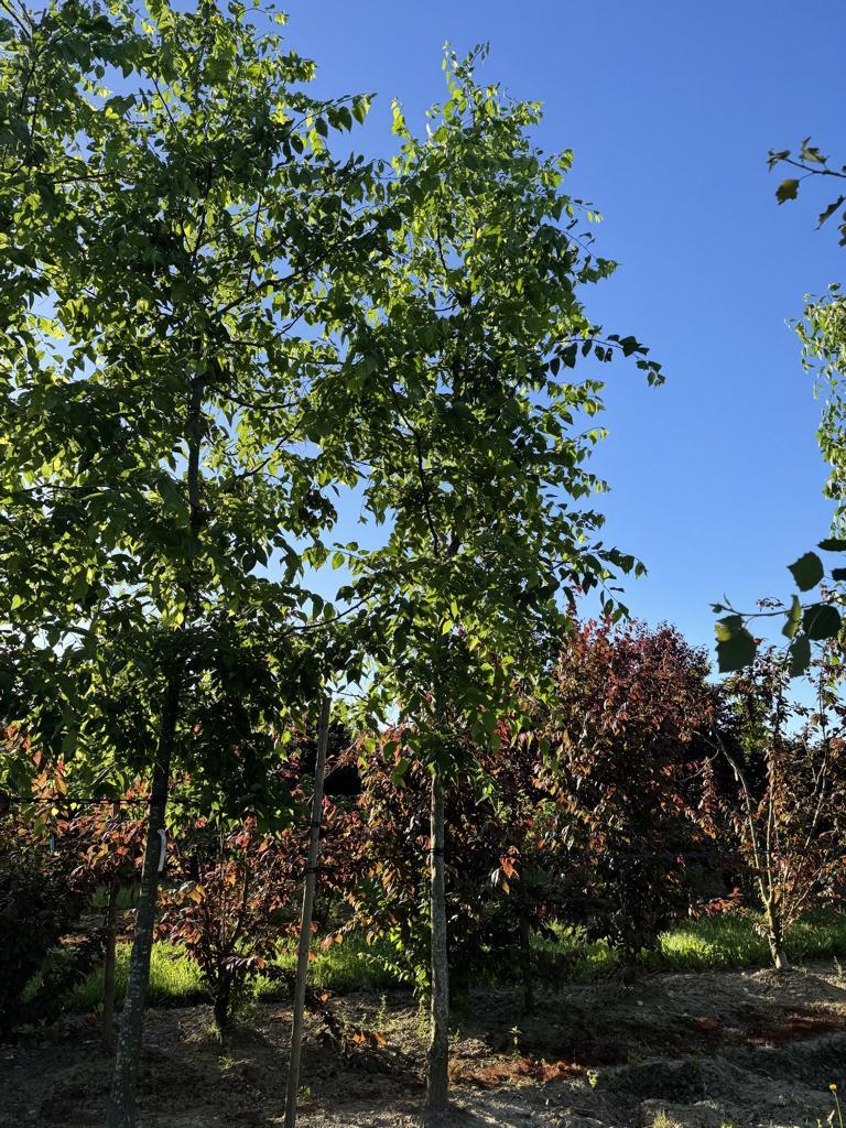 Celtis occidentalis