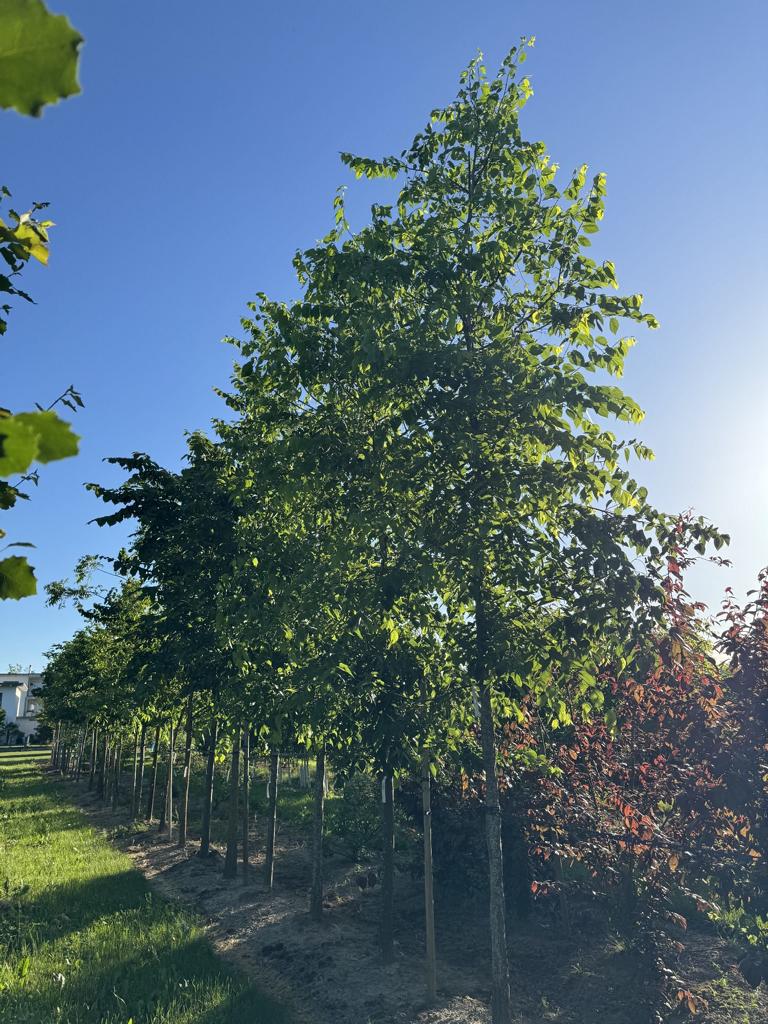 Celtis occidentalis