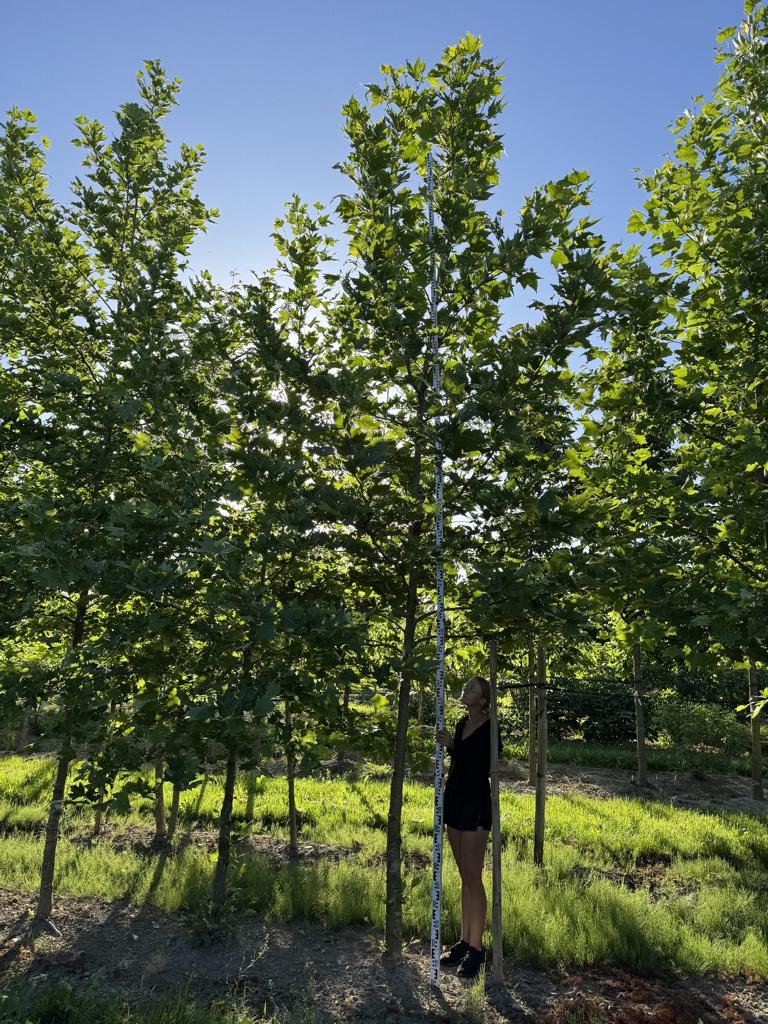 Platanus orientalis