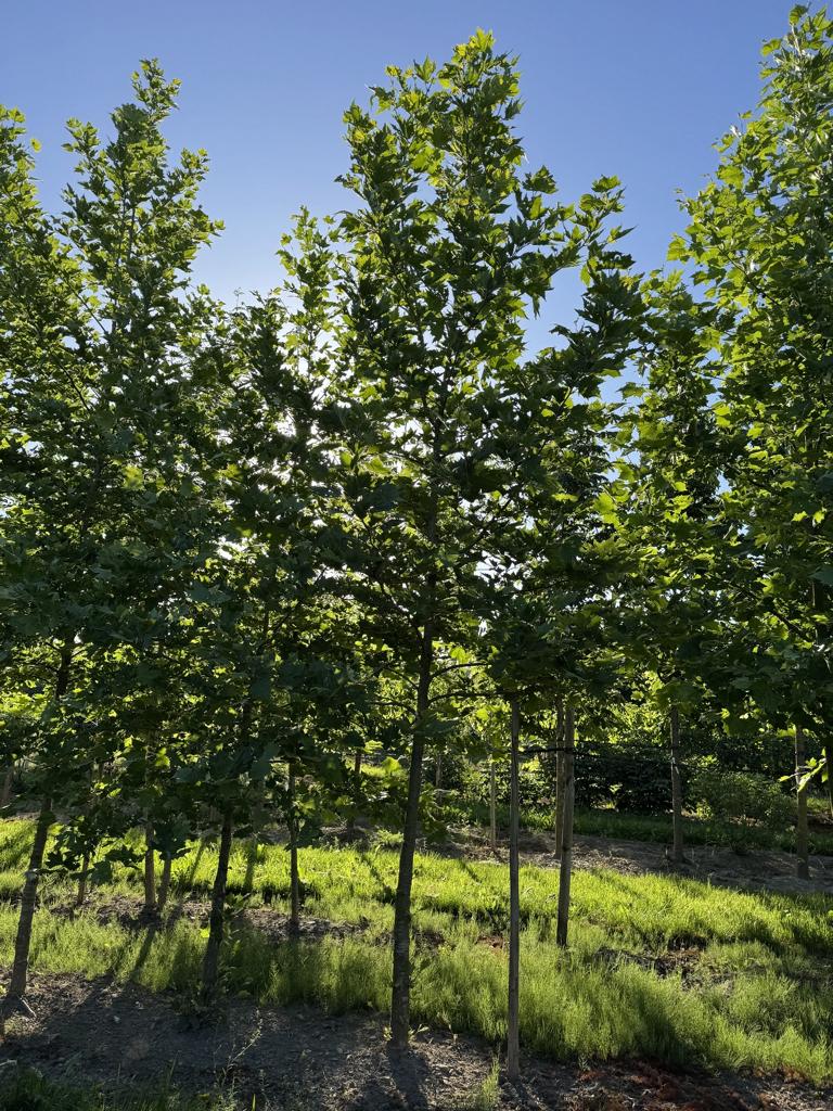 Platanus orientalis