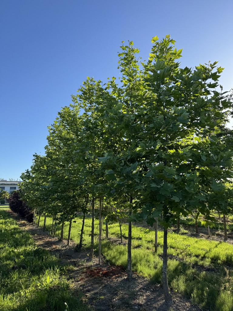Platanus orientalis