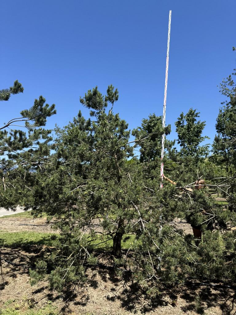 Pinus sylvestris