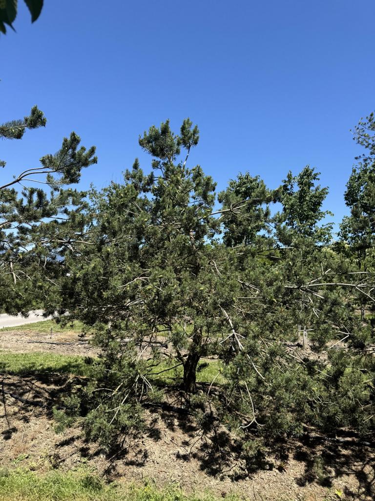 Pinus sylvestris