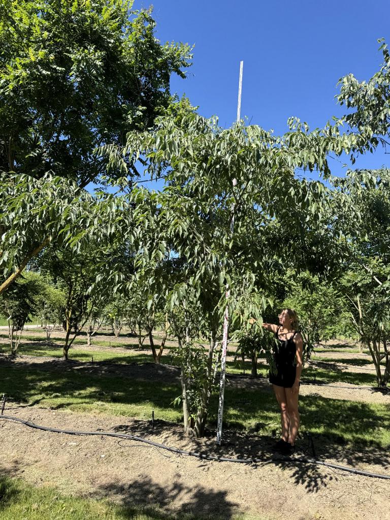 Celtis australis