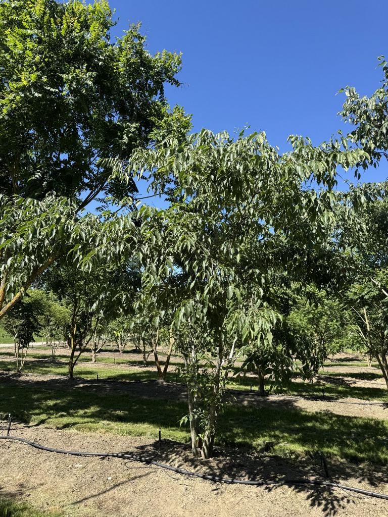 Celtis australis