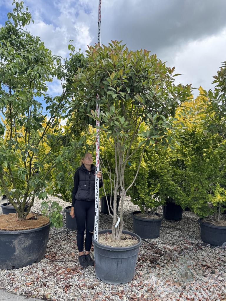 Photinia fraseri (x) 'Red Robin' Schirmform