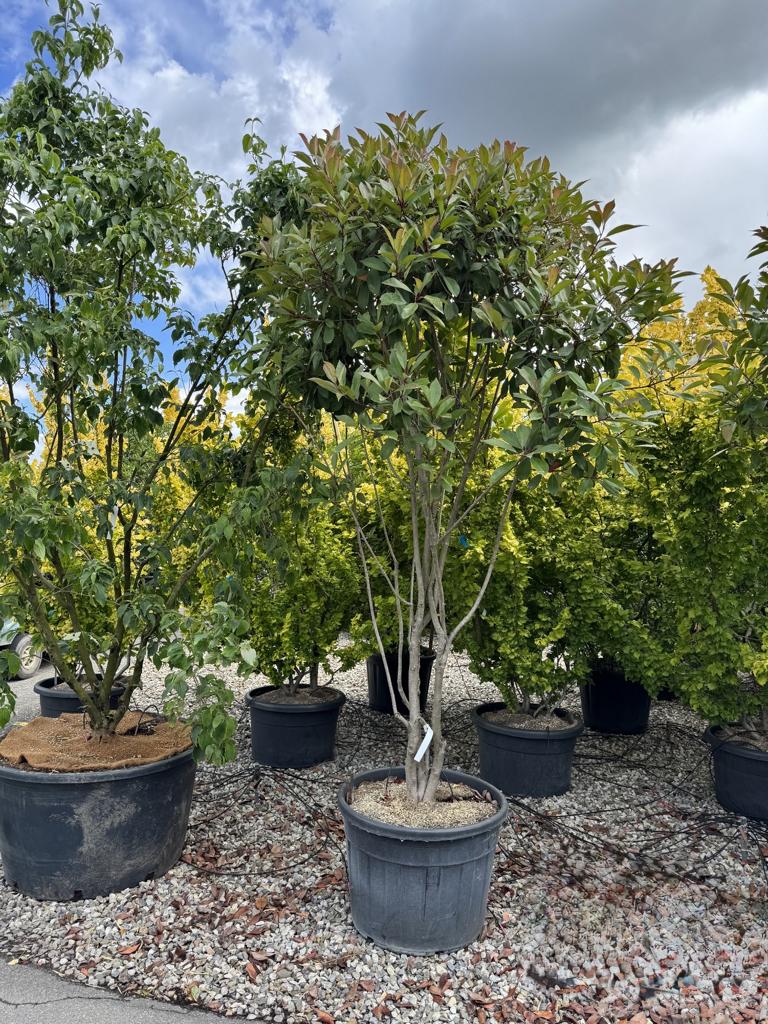 Photinia fraseri (x) 'Red Robin' Schirmform