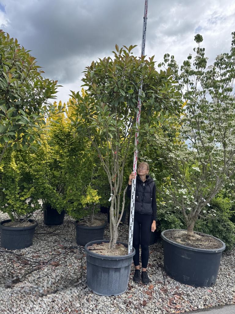 Photinia fraseri (x) 'Red Robin' Schirmform