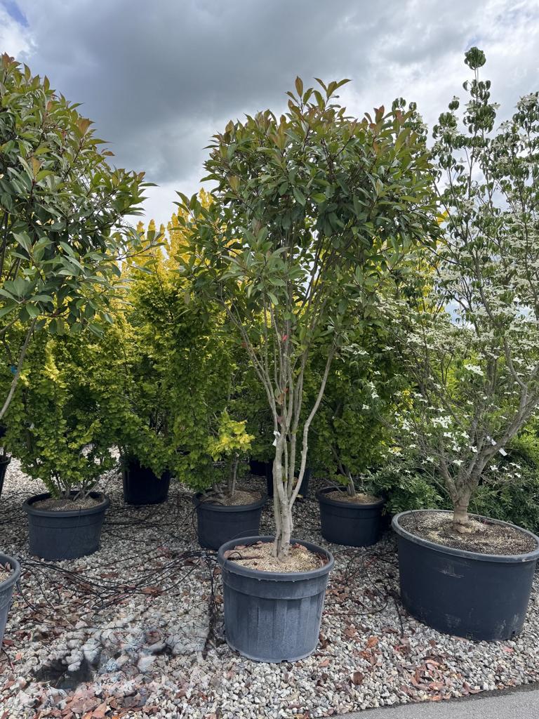 Photinia fraseri (x) 'Red Robin' Schirmform