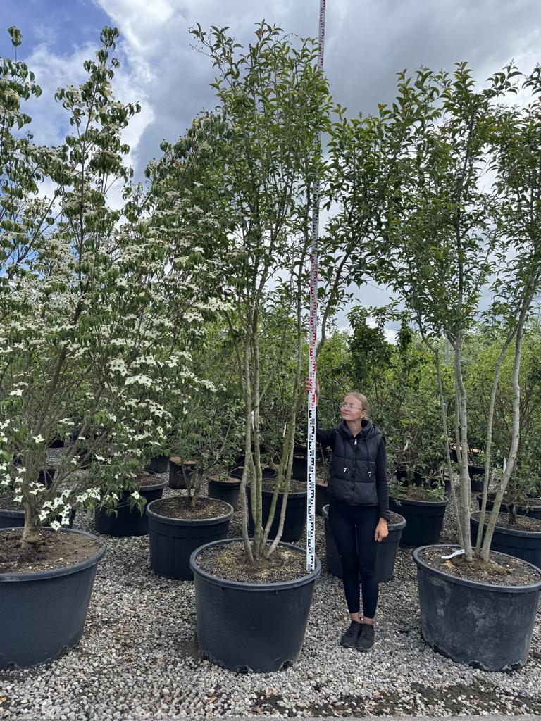 Ligustrum japonicum Schirmform