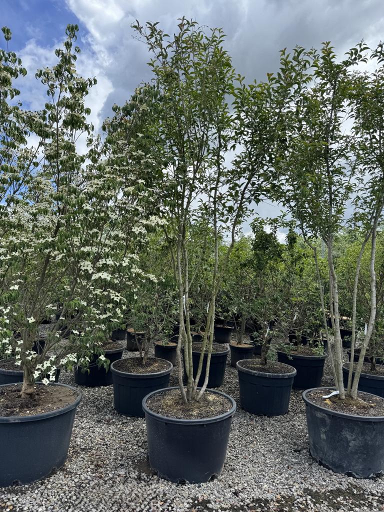 Ligustrum japonicum Schirmform