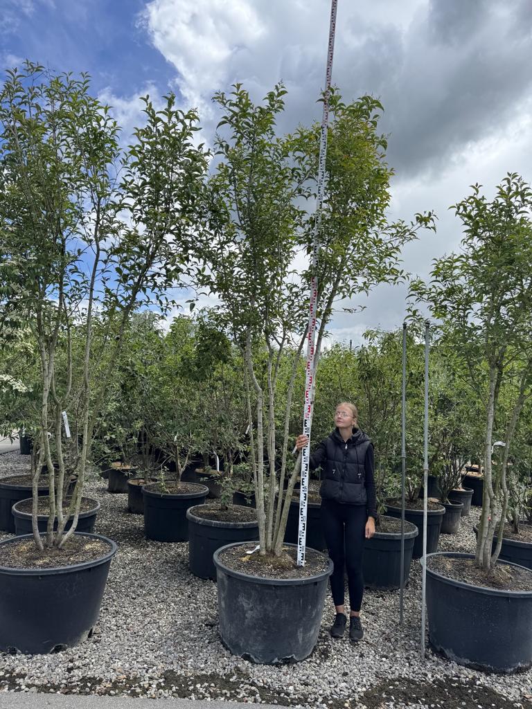 Ligustrum japonicum Schirmform