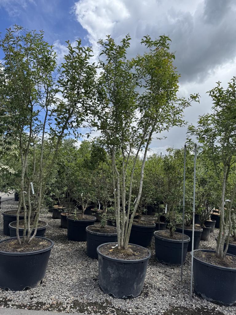 Ligustrum japonicum Schirmform