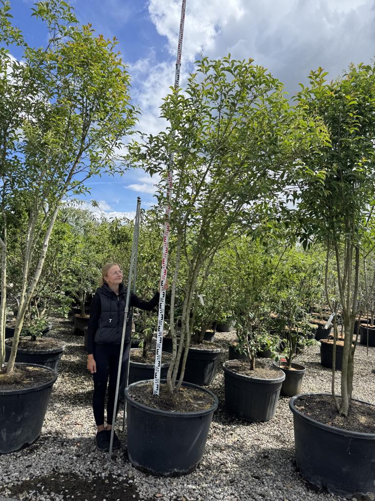 Ligustrum japonicum Schirmform