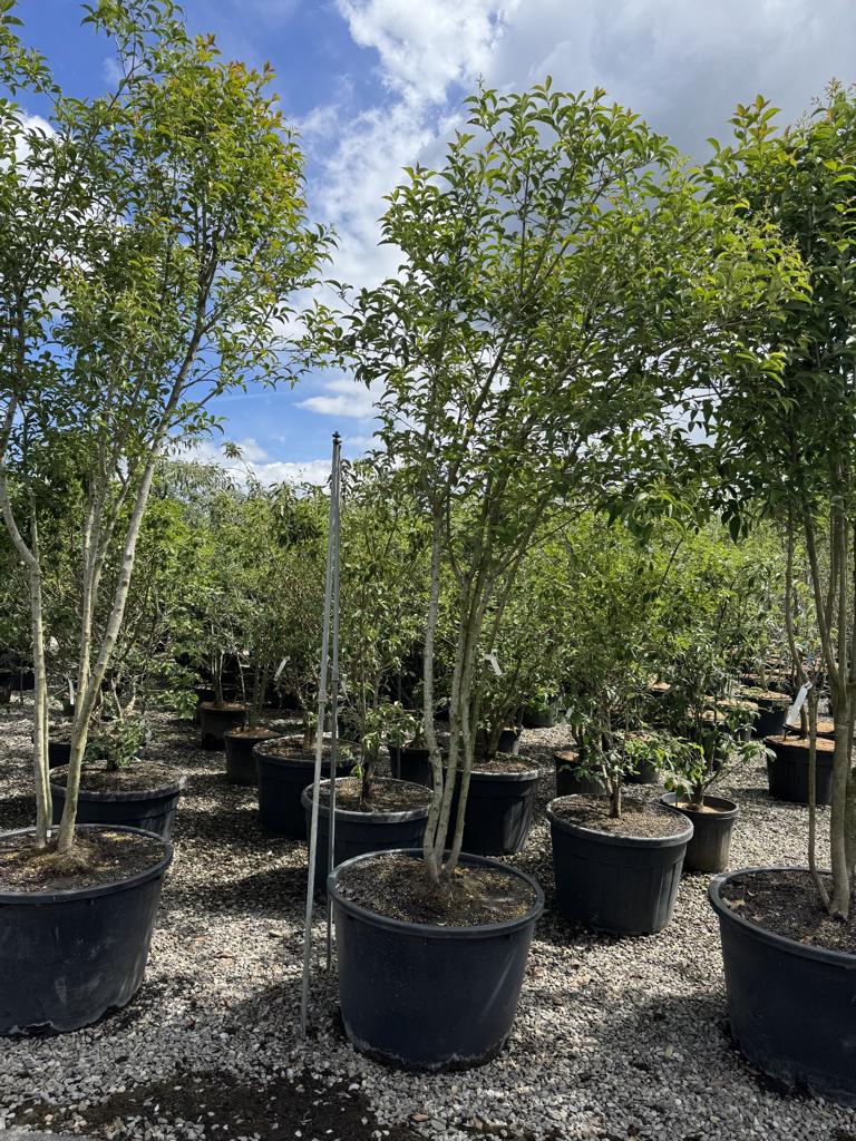 Ligustrum japonicum Schirmform