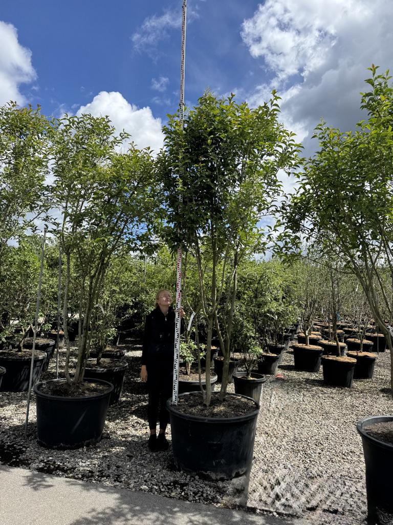 Ligustrum japonicum Schirmform