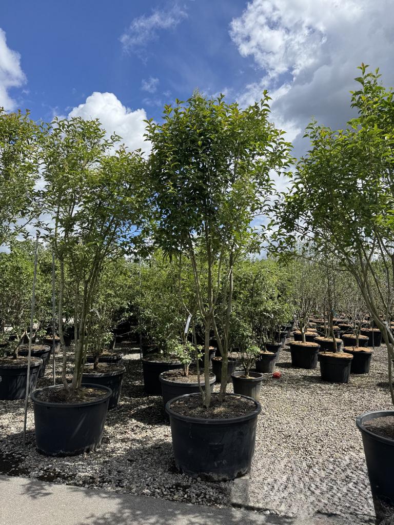 Ligustrum japonicum Schirmform