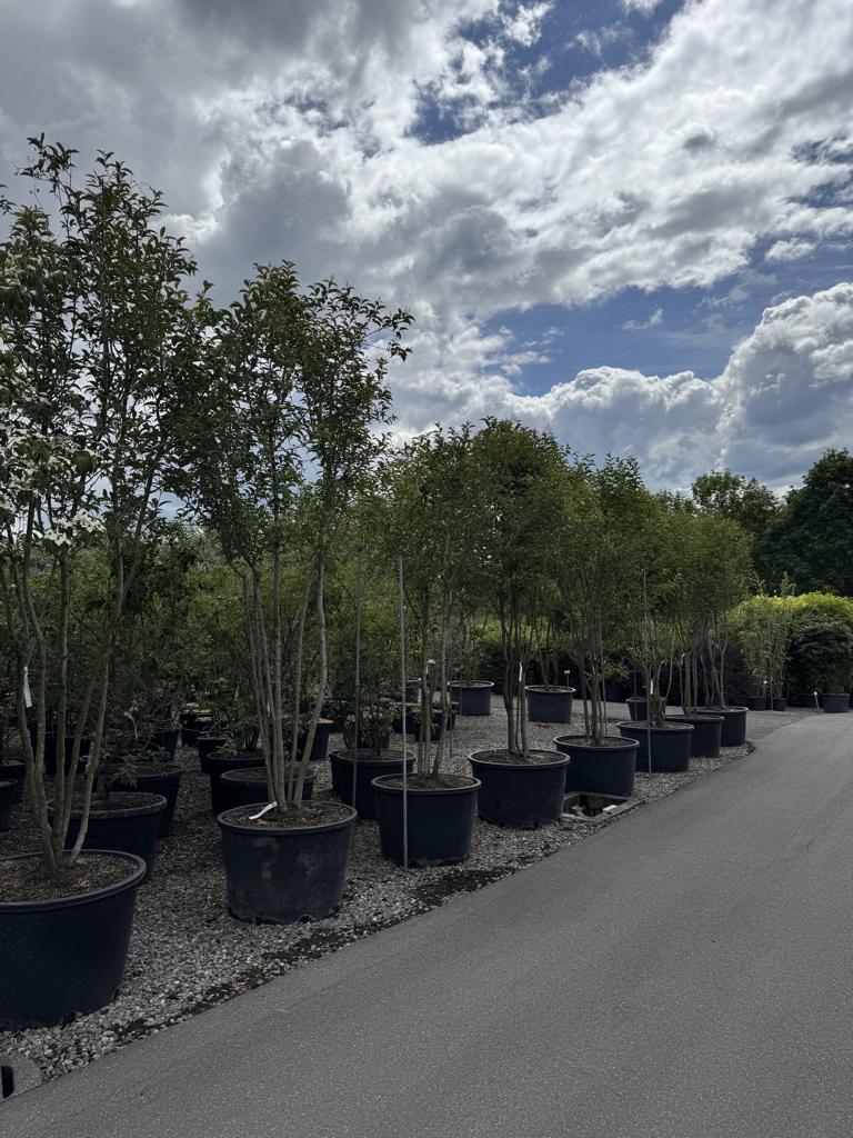 Ligustrum japonicum Schirmform